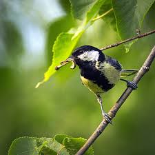Attēlu rezultāti vaicājumam “Parus major male”