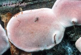 Attēlu rezultāti vaicājumam “Fomitopsis rosea”