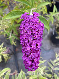 Image result for Buddleja davidii