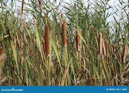 Attēlu rezultāti vaicājumam “Typhaceae”