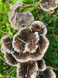 Attēlu rezultāti vaicājumam “Thelephora terrestris”