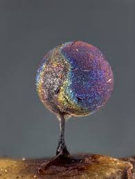 Attēlu rezultāti vaicājumam “Lamproderma arcyrioides macro”