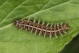 Attēlu rezultāti vaicājumam “Argynnis laodice”