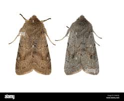 Attēlu rezultāti vaicājumam “Orthosia populeti”