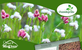 Attēlu rezultāti vaicājumam “Antennaria dioica fruit”