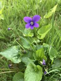 Attēlu rezultāti vaicājumam “Viola sororia flower”