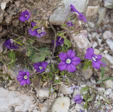 Image result for Legousia speculum-veneris