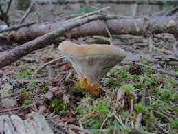 Attēlu rezultāti vaicājumam “Onnia tomentosa”