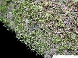 Attēlu rezultāti vaicājumam “Seligeria donniana”