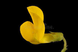 Attēlu rezultāti vaicājumam “Lathyrus pratensis fruit”