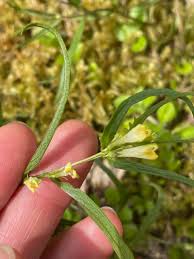 Attēlu rezultāti vaicājumam “Melampyrum sylvaticum flower”