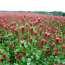 Image result for Trifolium incarnatum