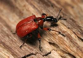 Attēlu rezultāti vaicājumam “Apoderus coryli”