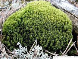 Attēlu rezultāti vaicājumam “Dicranum spurium”