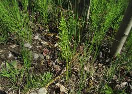 Attēlu rezultāti vaicājumam “Equisetum arvense”