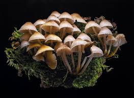 Attēlu rezultāti vaicājumam “Collybia acervata”