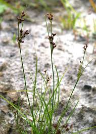 Attēlu rezultāti vaicājumam “Juncus conglomeratus fruit”