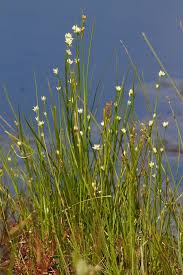 Attēlu rezultāti vaicājumam “Rhynchospora alba flower”