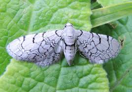 Attēlu rezultāti vaicājumam “Eupithecia venosata”