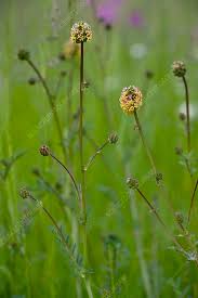 Attēlu rezultāti vaicājumam “Poterium sanguisorba flower”