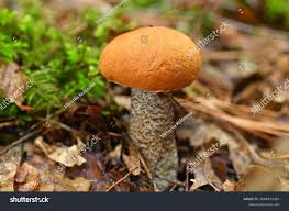 Attēlu rezultāti vaicājumam “Leccinum vulpinum”