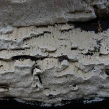 Attēlu rezultāti vaicājumam “Rhodonia placenta”