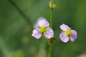 Attēlu rezultāti vaicājumam “Alisma lanceolatum”