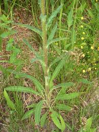 Attēlu rezultāti vaicājumam “Campanula cervicaria”