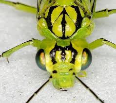 Attēlu rezultāti vaicājumam “Rhogogaster viridis”