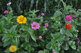 Image result for Zinnia elegans