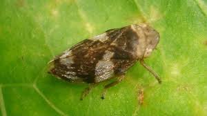 Attēlu rezultāti vaicājumam “Philaenus spumarius nymph”