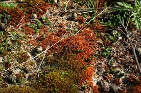 Attēlu rezultāti vaicājumam “Syntrichia ruralis var. ruralis”