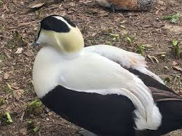 Attēlu rezultāti vaicājumam “Somateria mollissima”