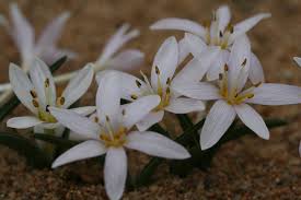 Attēlu rezultāti vaicājumam “Colchicum szovitsii subsp. szovitsii”