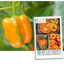 Afbeeldingsresultaat voor orange sun sweet pepper