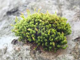 Attēlu rezultāti vaicājumam “Ulota crispa sporophyte”