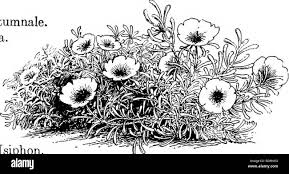 Attēlu rezultāti vaicājumam “Gypsophila muralis fruit”