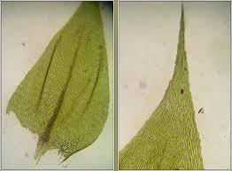 Attēlu rezultāti vaicājumam “Brachythecium rutabulum”