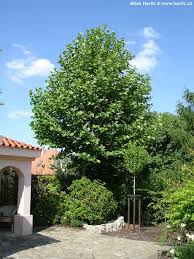 Attēlu rezultāti vaicājumam “Platanus x hispanica (syn. Platanus x acerifolia)”