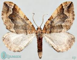 Attēlu rezultāti vaicājumam “Pelurga comitata”