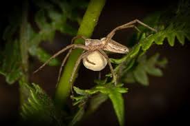 Attēlu rezultāti vaicājumam “Paidiscura pallens eggs”