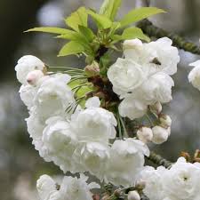 Attēlu rezultāti vaicājumam “Prunus avium flower”