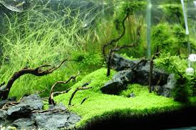 Attēlu rezultāti vaicājumam “Elatine hydropiper”