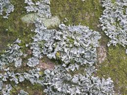 Attēlu rezultāti vaicājumam “Physcia adscendens”