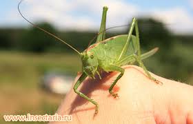 Attēlu rezultāti vaicājumam “Tettigonia cantans”