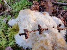 Attēlu rezultāti vaicājumam “Postia ptychogaster”