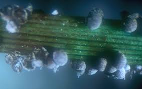 Attēlu rezultāti vaicājumam “Physarum cinereum spores”