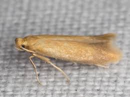 Attēlu rezultāti vaicājumam “Tischeria ekebladella”