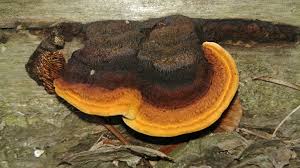 Attēlu rezultāti vaicājumam “Gloeophyllum trabeum”