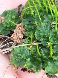 Attēlu rezultāti vaicājumam “Phaeoceros laevis subsp. carolinianus”